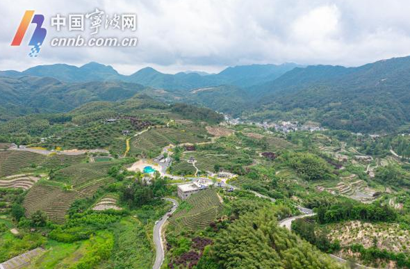 有关于“迈向共富路·今天我发布”宁海深甽望海茶专场发布会举行的内容