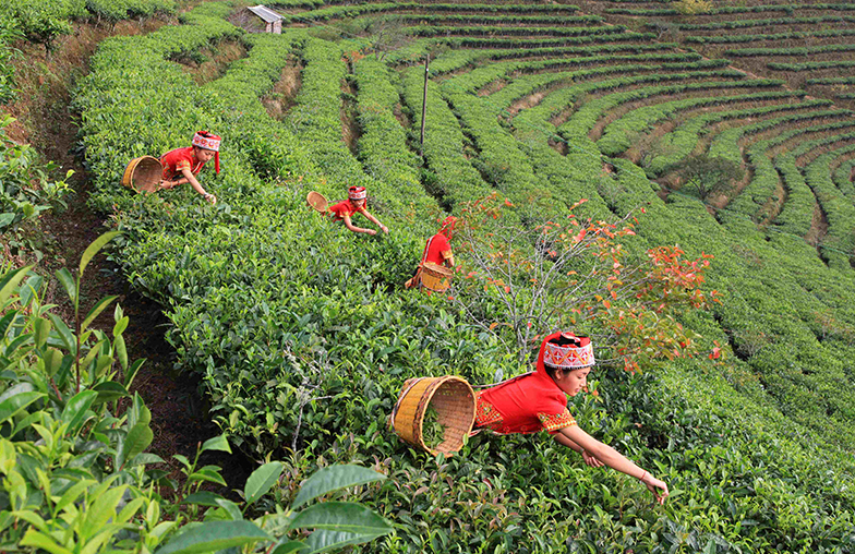 关于云海深处有茶园 云南绿春“老树”发“新芽”的内容(1)