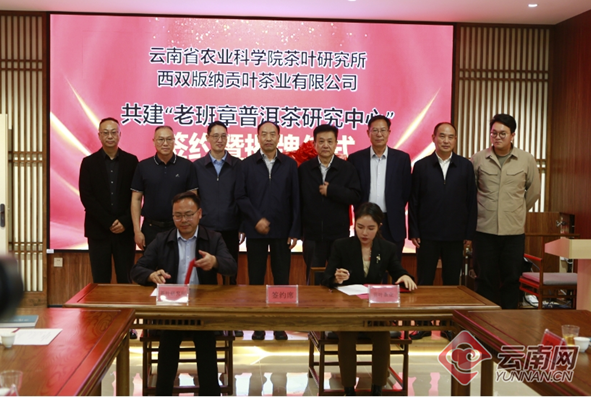 有关于当科学家在“520”遇上老班章 云南省普洱茶研究又添新机构的资讯