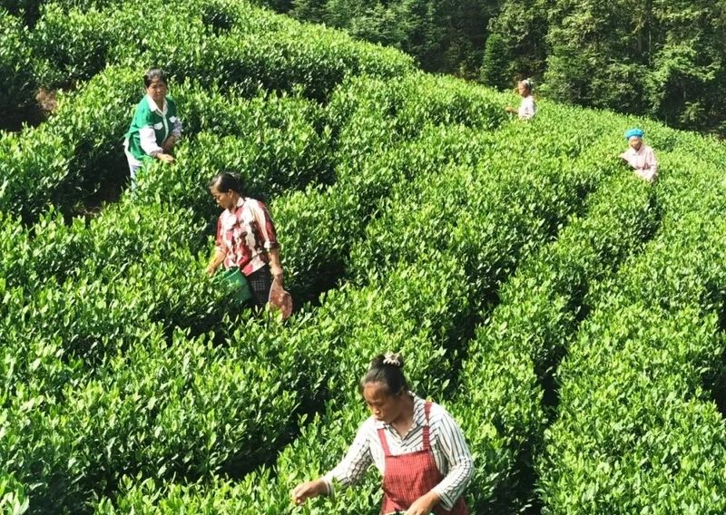 关于贞丰：茶园飘香采摘忙 拓宽群众增收路的相关信息(1)
