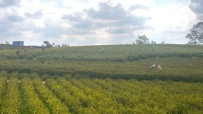 关于贞丰：茶园飘香采摘忙 拓宽群众增收路的相关信息(2)