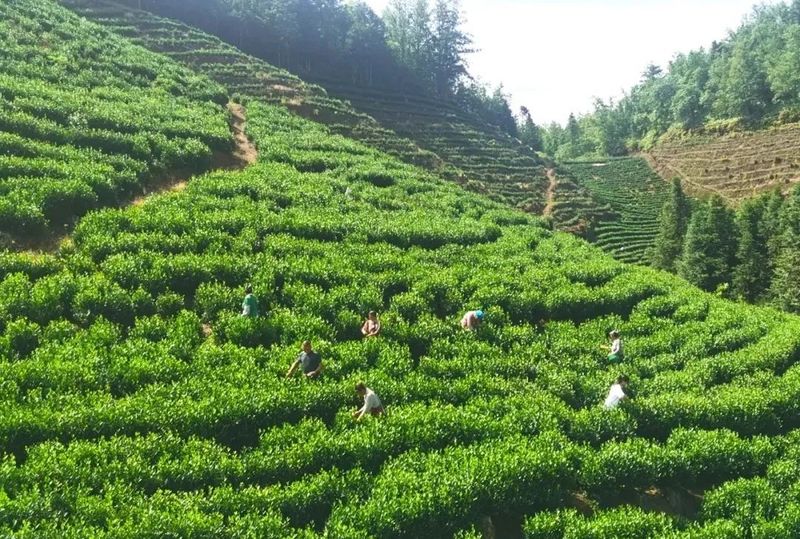 关于贞丰：茶园飘香采摘忙 拓宽群众增收路的相关信息