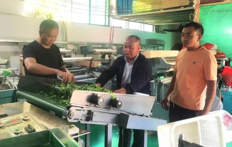 关于贞丰：茶园飘香采摘忙 拓宽群众增收路的相关信息(3)