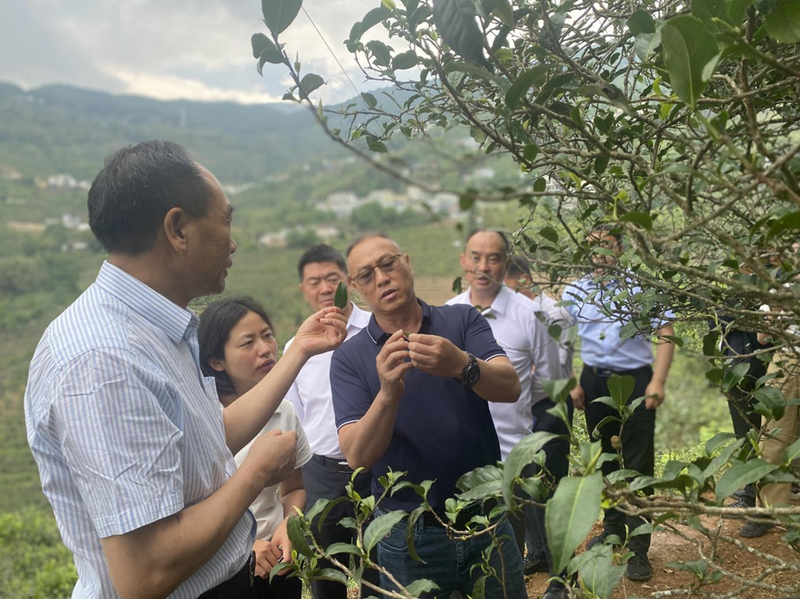 关于以科技助力人才培养 以人才推动科技突破——云南省普洱茶协会参与共建“茶文化科技产业学院”的信息(20)