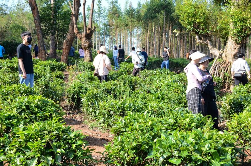 有关于茶王节精彩回顾  第十三届勐海茶王节圆满落幕！的内容(17)
