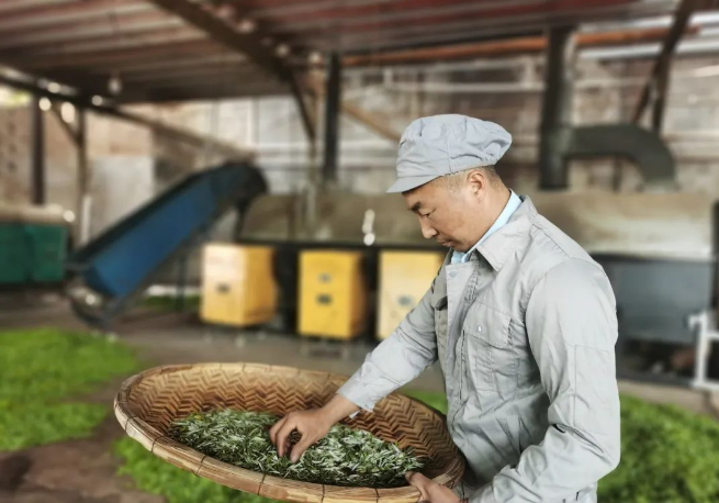 关于永安寨村“小茶叶”写出强村富民“大文章”的新闻(1)