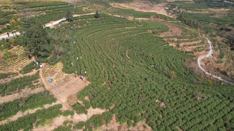 有关于江西坡镇抓好茶技培训助农增收的资讯