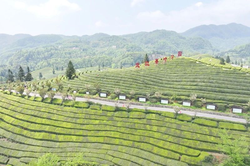 关于传承200年的宜红工夫茶强势归来，5人受聘为“宜茶推广大使”的相关内容(14)