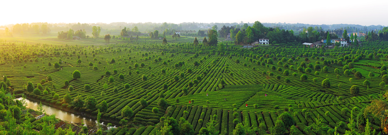 关于2024中国茶区域公用品牌价值TOP20建设案例：蒙顶山茶 卓著品牌 引领产业的相关信息