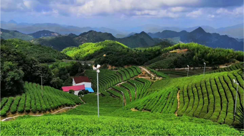 关于2024中国茶区域公用品牌价值 TOP20 建设案例，新昌，打造百亿龙井茶产业的新闻(3)