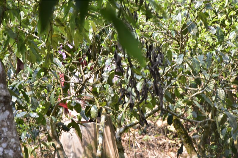 有关于勐海县半坡老寨：产业振兴有成色的新闻