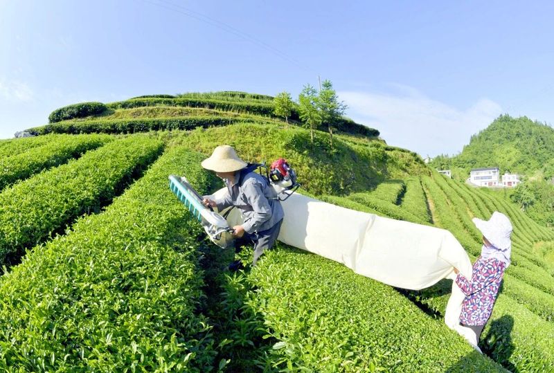 关于夏茶如何变废为宝？这份「湖北夏茶报告」请注意查收的资讯(4)