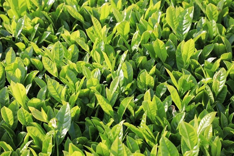 关于夏茶如何变废为宝？这份「湖北夏茶报告」请注意查收的资讯