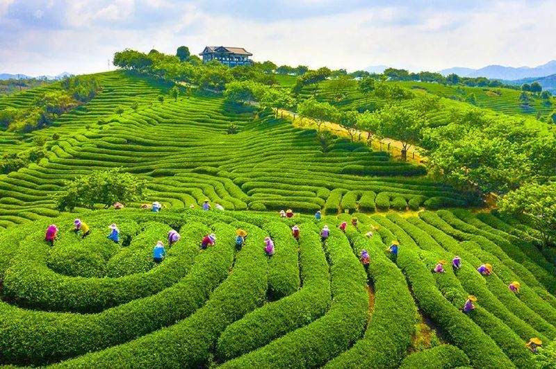 有关于2024年5月茶行业资讯汇总的相关信息(2)