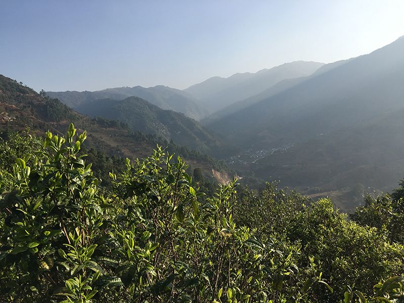 有关于2024年5月茶行业资讯汇总的相关信息(6)