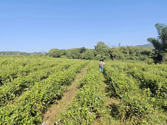 有关于“薄沙茶”荣获全国名优绿茶产品称号的信息(2)