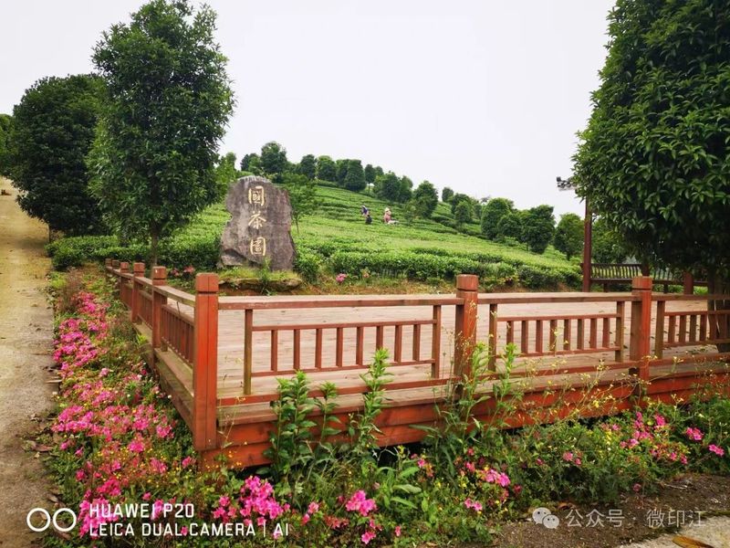 关于 湄坨村：一片茶“叶”带出一片“业”的新闻(4)