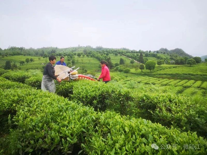 关于 湄坨村：一片茶“叶”带出一片“业”的新闻(1)