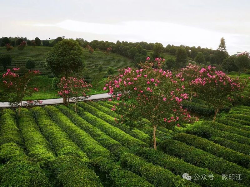 关于 湄坨村：一片茶“叶”带出一片“业”的新闻
