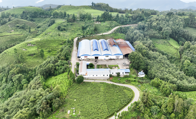 关于五岔路乡：茶产业成为乡村振兴“绿色引擎”的内容(5)
