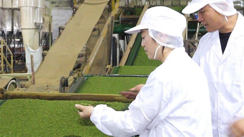 关于五岔路乡：茶产业成为乡村振兴“绿色引擎”的内容(6)