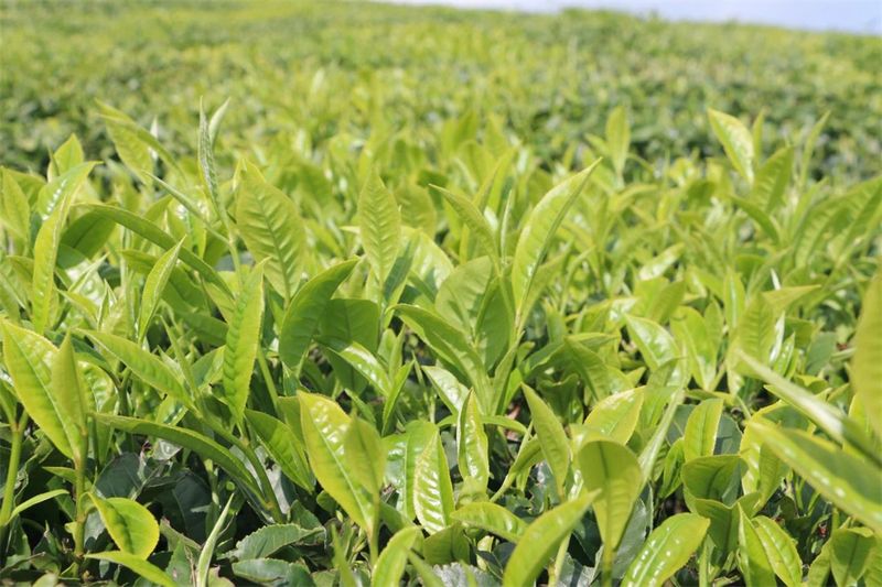 关于五岔路乡：茶产业成为乡村振兴“绿色引擎”的内容(4)