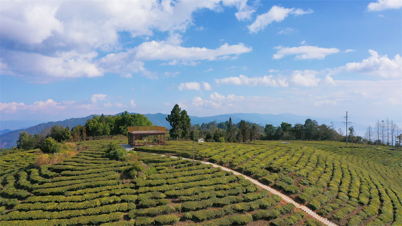 关于五岔路乡：茶产业成为乡村振兴“绿色引擎”的内容(3)