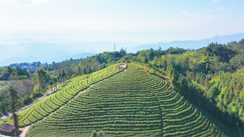 关于五岔路乡：茶产业成为乡村振兴“绿色引擎”的内容(7)