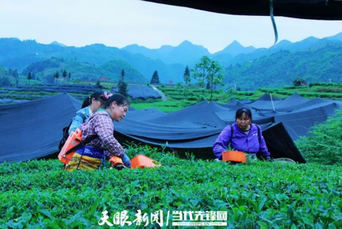 关于茶山上的嬢嬢们争当“致富冠军”——贵州茶区妇女投身茶产业“采金摘银”的消息