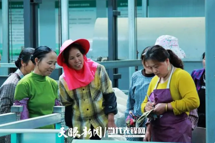 关于茶山上的嬢嬢们争当“致富冠军”——贵州茶区妇女投身茶产业“采金摘银”的消息(2)