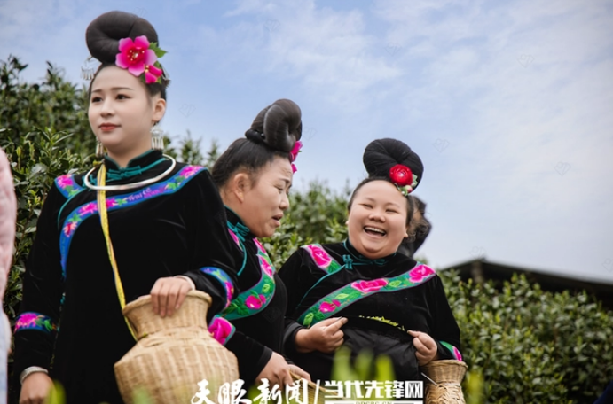 关于茶山上的嬢嬢们争当“致富冠军”——贵州茶区妇女投身茶产业“采金摘银”的消息(1)