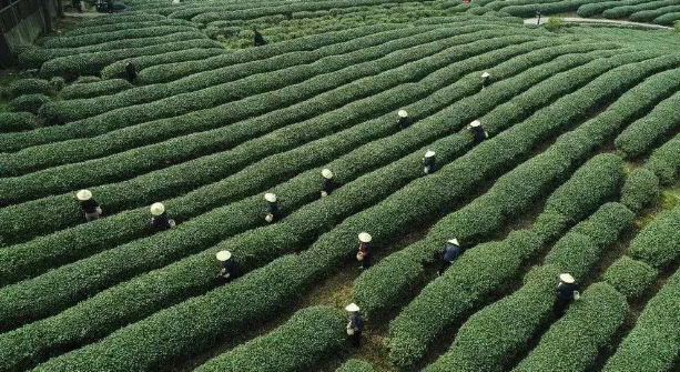 关于天台山云雾茶，价值11.47亿！的内容