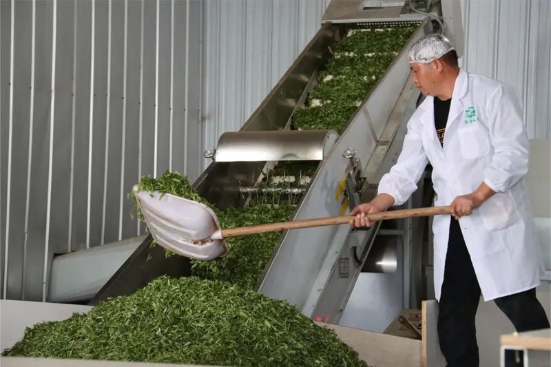 关于绿叶变“金叶”！三都春茶综合产值突破4亿元的内容(2)