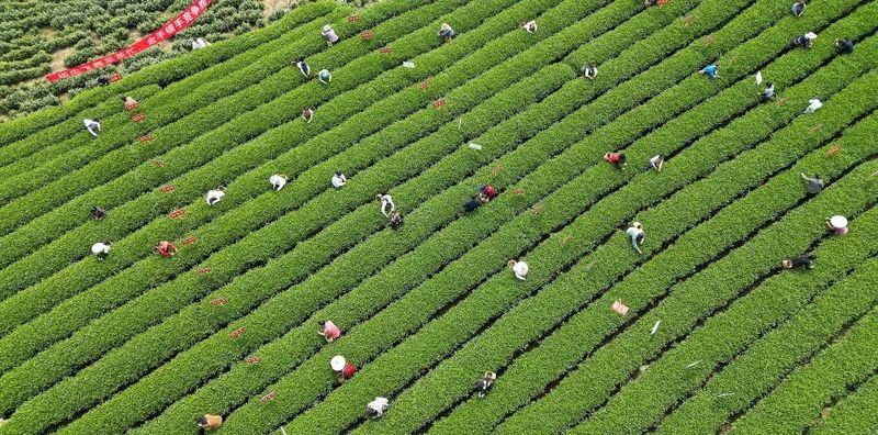 关于绿叶变“金叶”！三都春茶综合产值突破4亿元的内容