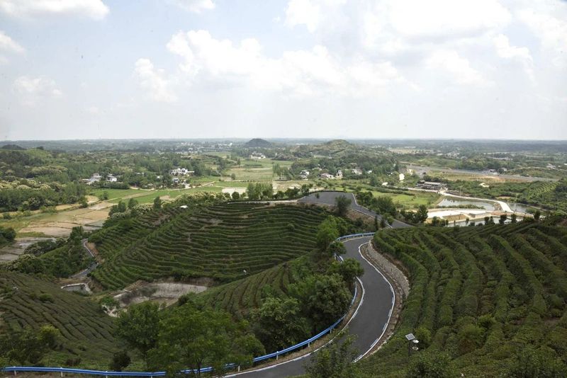 关于罗山县老科协到灵山茶叶创业园区调研的最新消息(5)