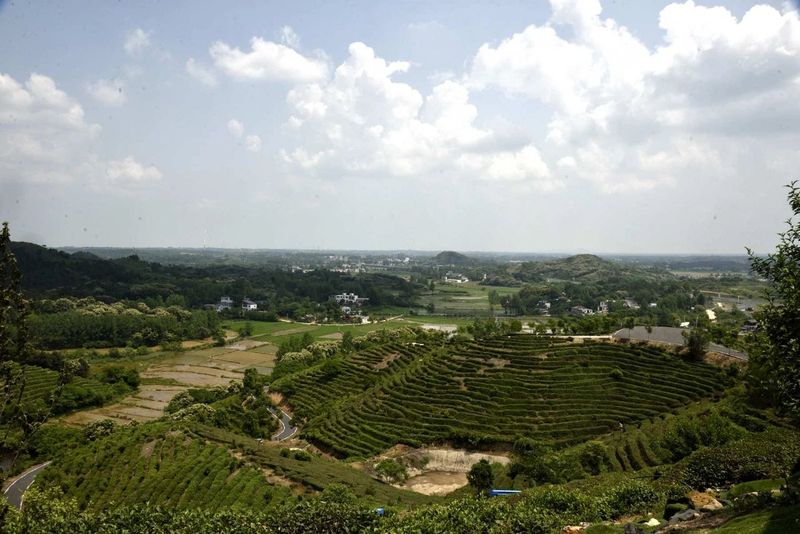 关于罗山县老科协到灵山茶叶创业园区调研的最新消息(6)