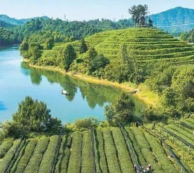 有关于人民日报:我国茶产业实现多元化发展——知茶爱茶 共品茶香的资讯(2)