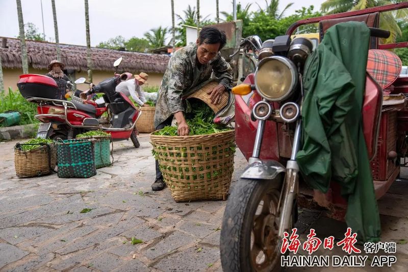 有关于白沙夏茶采摘忙的相关内容(6)