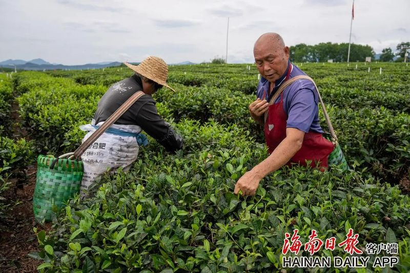 有关于白沙夏茶采摘忙的相关内容(2)
