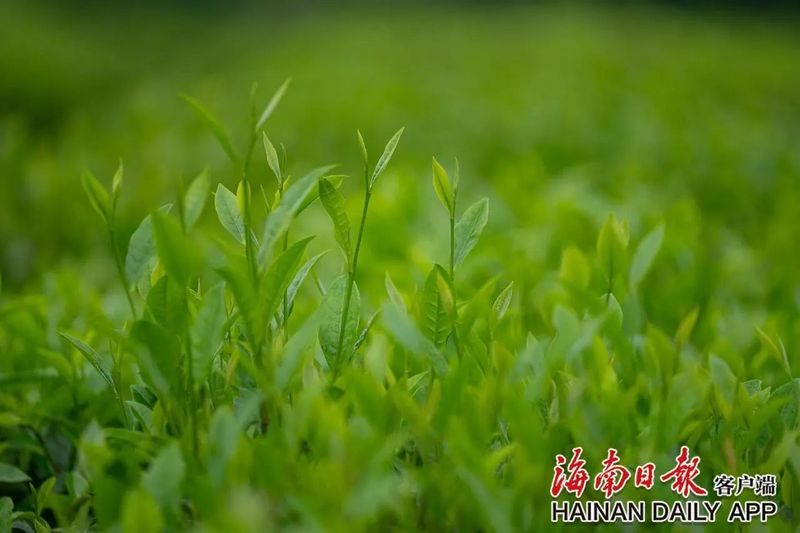 有关于白沙夏茶采摘忙的相关内容