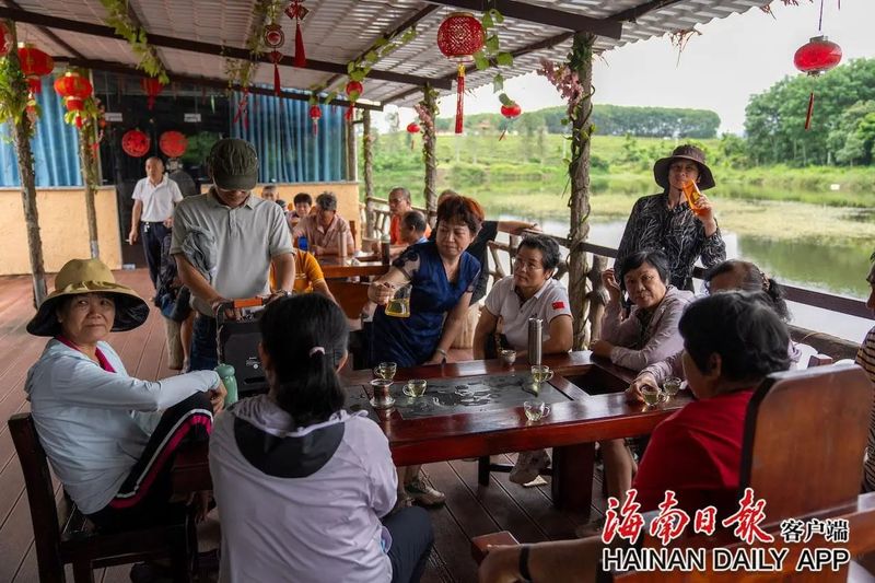 有关于白沙夏茶采摘忙的相关内容(7)