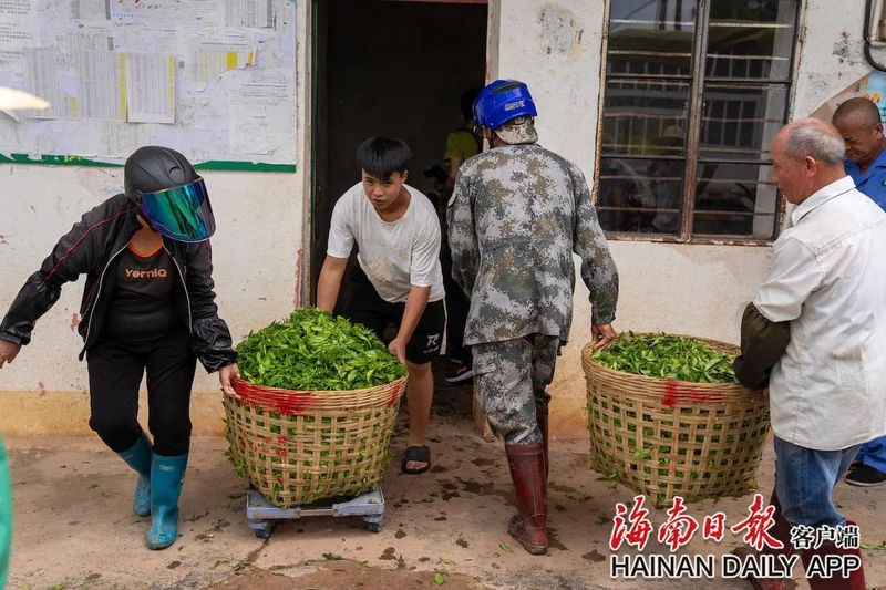 有关于白沙夏茶采摘忙的相关内容(5)