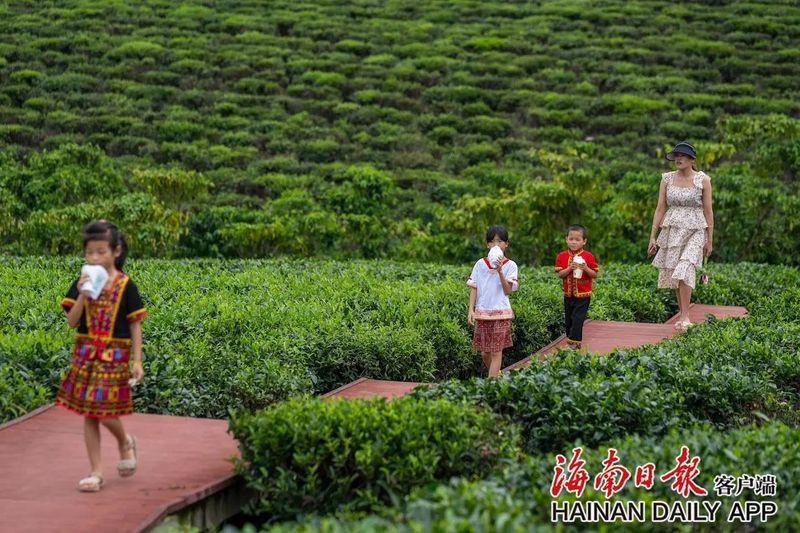 有关于白沙夏茶采摘忙的相关内容(4)