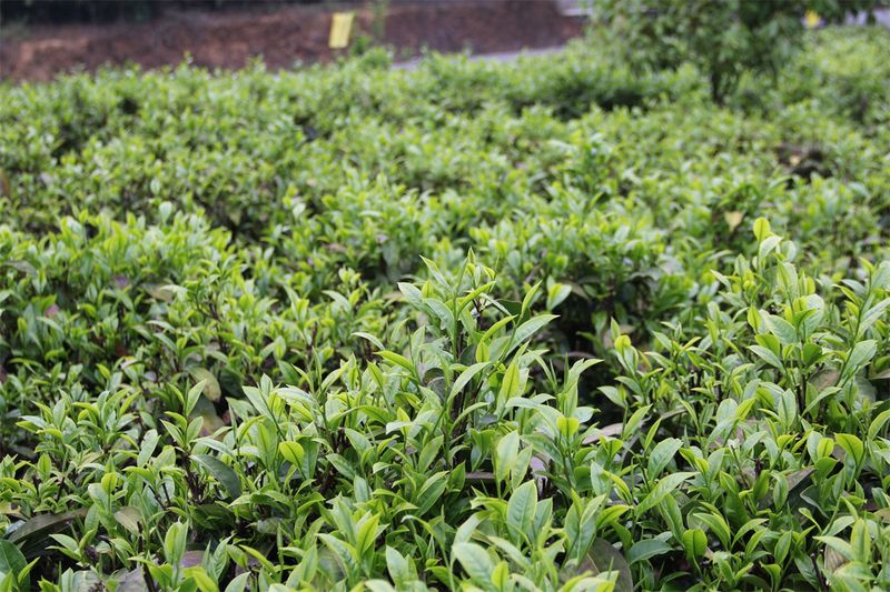 有关于宁洱：以新质生产力开辟茶产业发展新赛道的最新消息