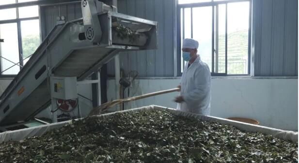 关于安顺市夏秋茶生产推进暨现场观摩会在紫云召开的相关信息(2)