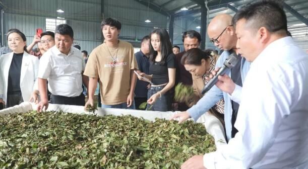 关于安顺市夏秋茶生产推进暨现场观摩会在紫云召开的相关信息(1)