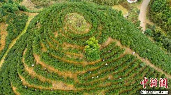 关于今年前4个月广西梧州六堡茶出口同比增长16.9%的资讯