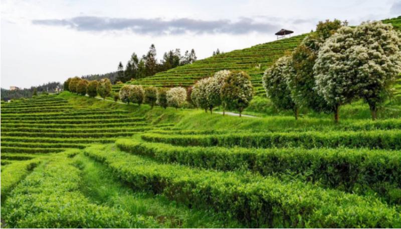 关于首届中国茶寿文化节暨新化第四届茶旅文化节举行——向全球发布中国茶寿之乡标准的最新消息(8)