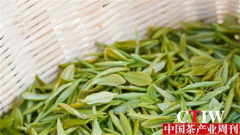 关于青山藏不住 黔茶正飘香——持续深耕茶产业做强“贵州绿茶”品牌的最新消息(2)