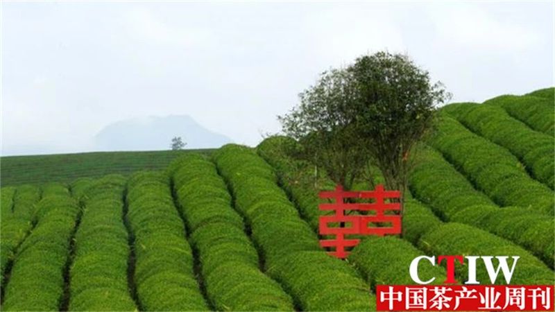 关于青山藏不住 黔茶正飘香——持续深耕茶产业做强“贵州绿茶”品牌的最新消息(6)